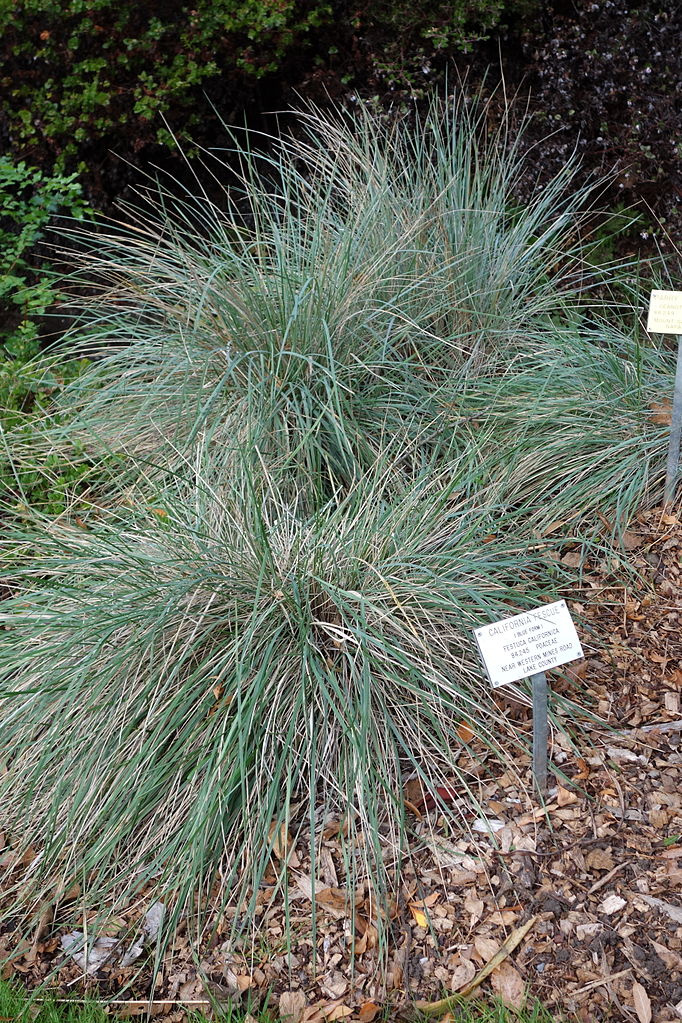a small blue green bunch grass in a rounded mound