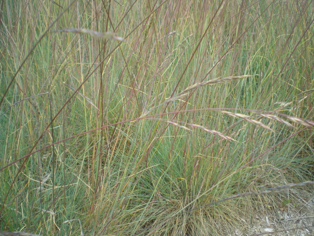 Roemer’s Fescue Festuca roemeri Grass showing seeds