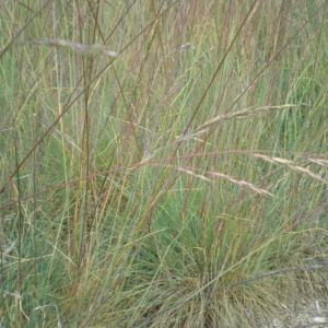 Roemer’s Fescue Festuca roemeri Grass showing seeds
