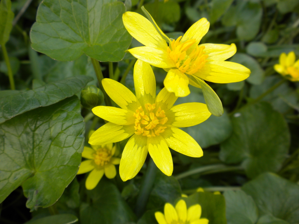 Lesser Celandine Ficaria verna Small Yellow flowers