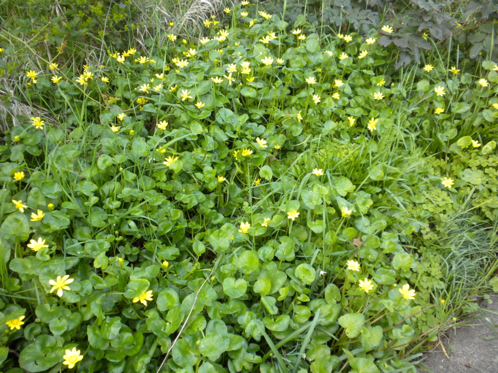 Lesser Celandine Ficaria verna Ground cover with geen heart shaped leaves and small yellow flowers