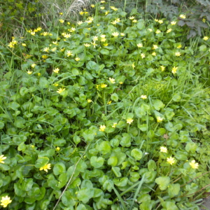 Lesser Celandine Ficaria verna Ground cover with geen heart shaped leaves and small yellow flowers
