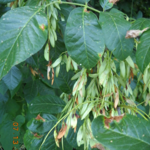 Oregon Ash Fraxinus latifolia Large ogblong smooth leaves