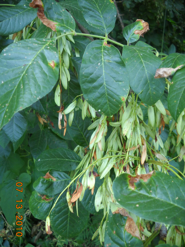 Oregon Ash Fraxinus latifolia Large ogblong smooth leaves