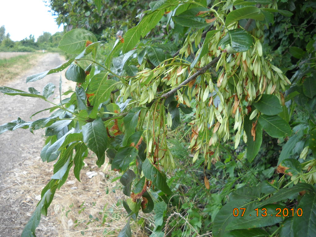 Oregon Ash Fraxinus latifolia Cluster of small brown see pods