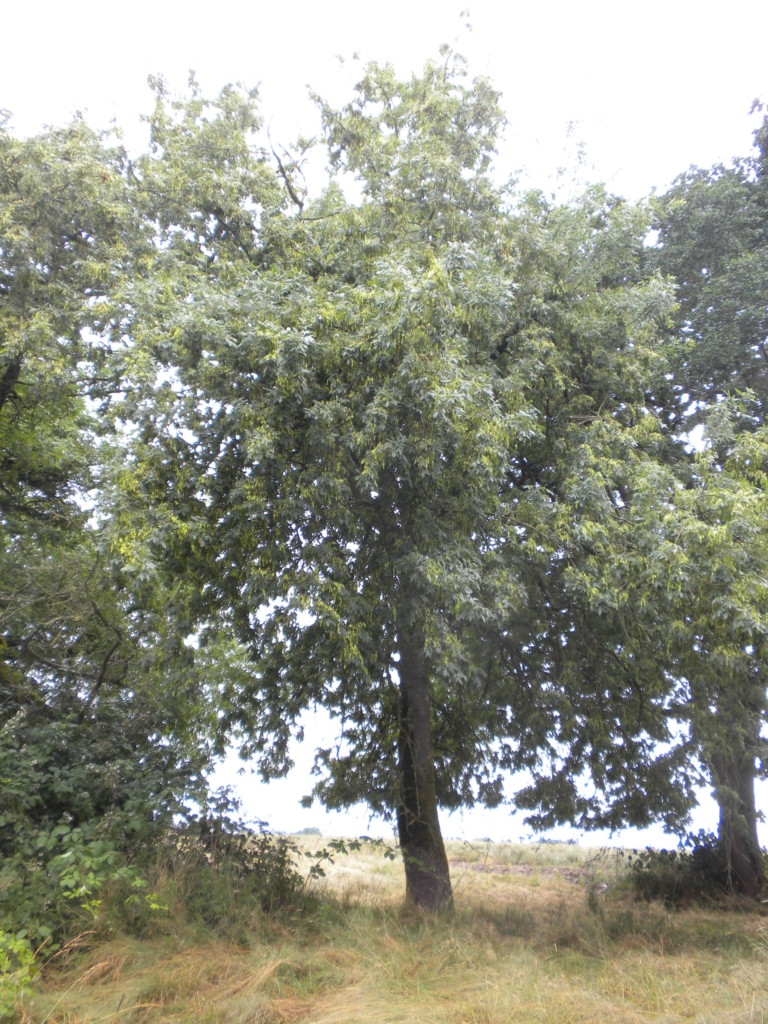 Oregon Ash Fraxinus latifolia Large Tree with leaves