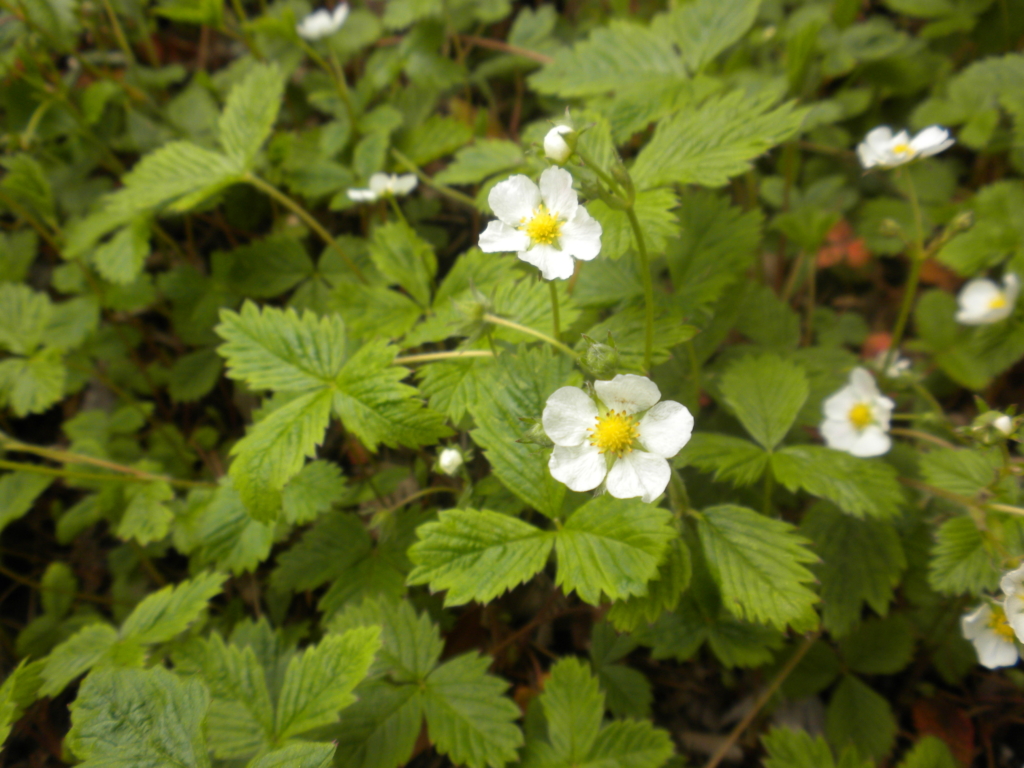 cheerful yellow centered flowers