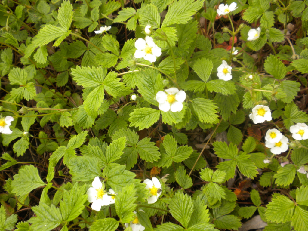 markedly toothed and veined leaves