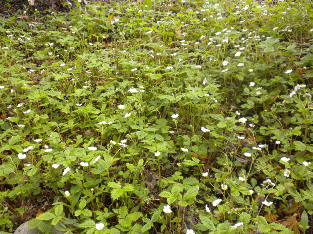 a large patch of woodland strawberry