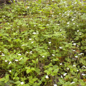 a large patch of woodland strawberry