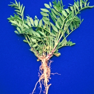 Roots and stems with oval opposite leaves