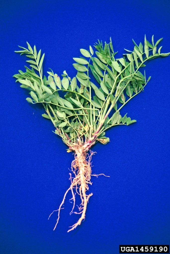 Roots and stems with oval opposite leaves