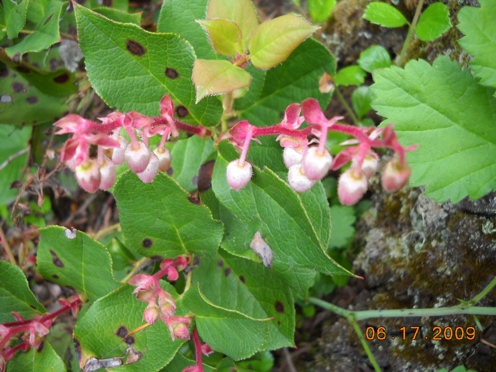 urn shaped pink dangling flowers and leathery green leaves