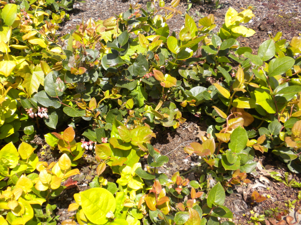 salal as a ground cover