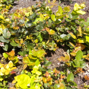 salal as a ground cover