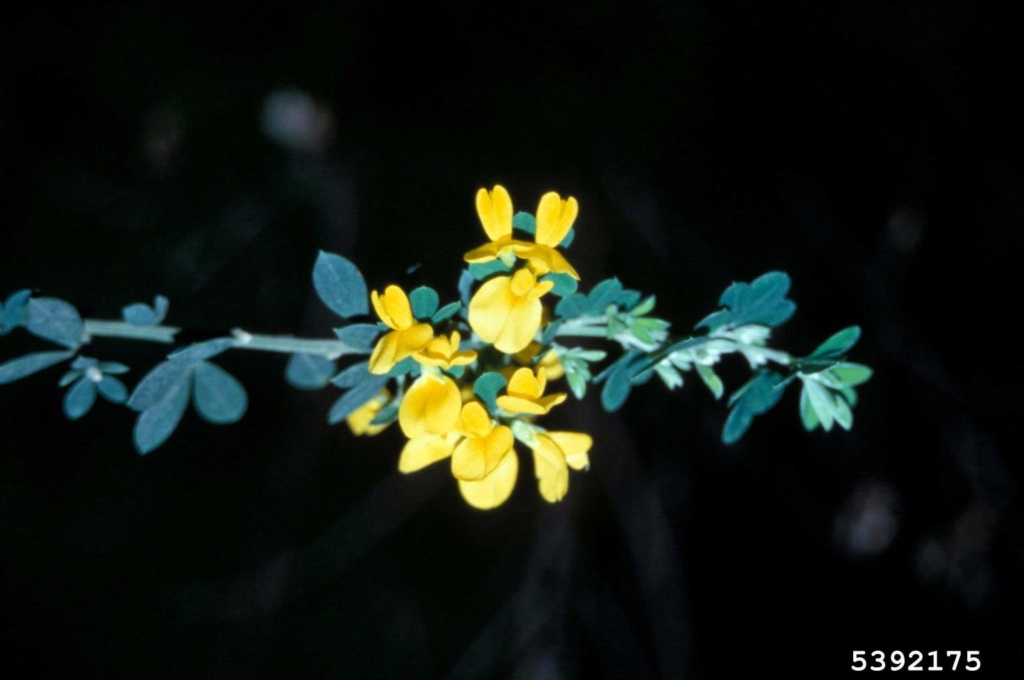 Stem with small green leaves and small yellow flowers
