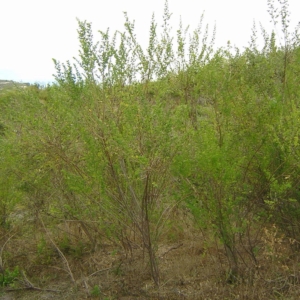 Tall green shrub with small green leaves