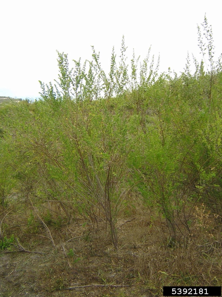 Tall green shrub with small green leaves