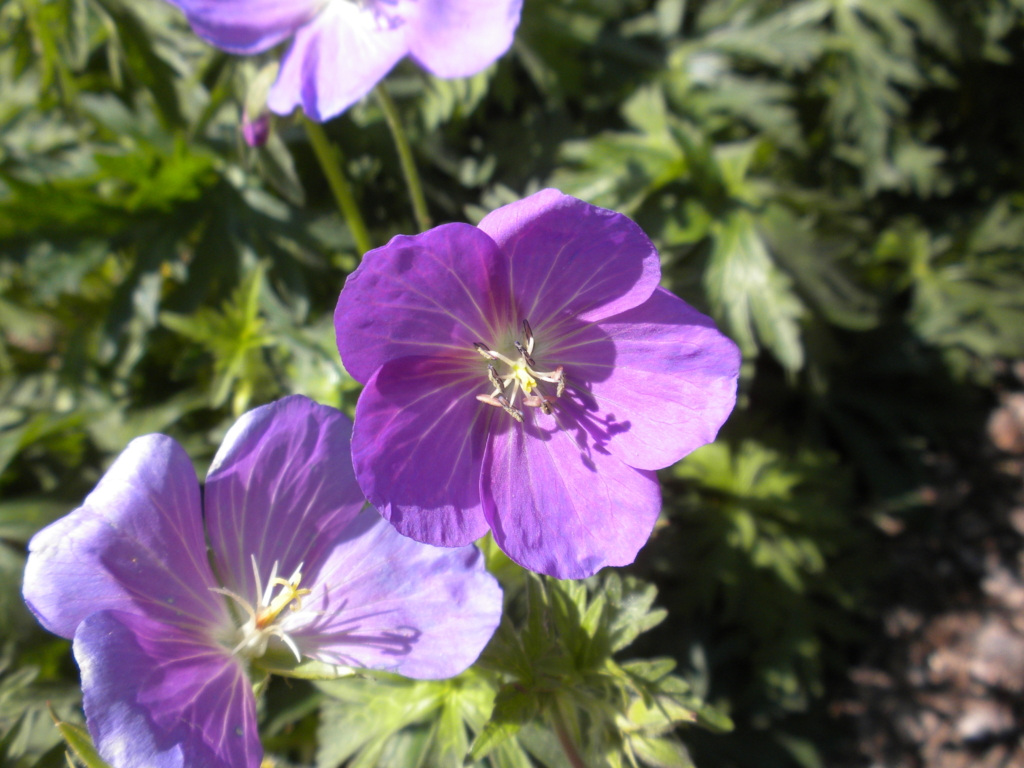 pinkish purple 5-petaled flowers