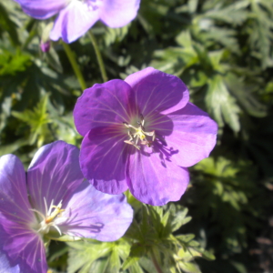 pinkish purple 5-petaled flowers