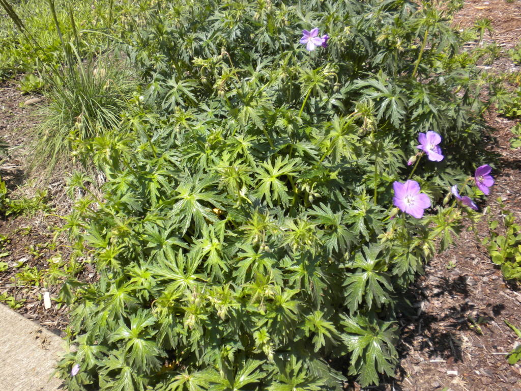 a mound highly dissected leaves with a few pink flowers poking up