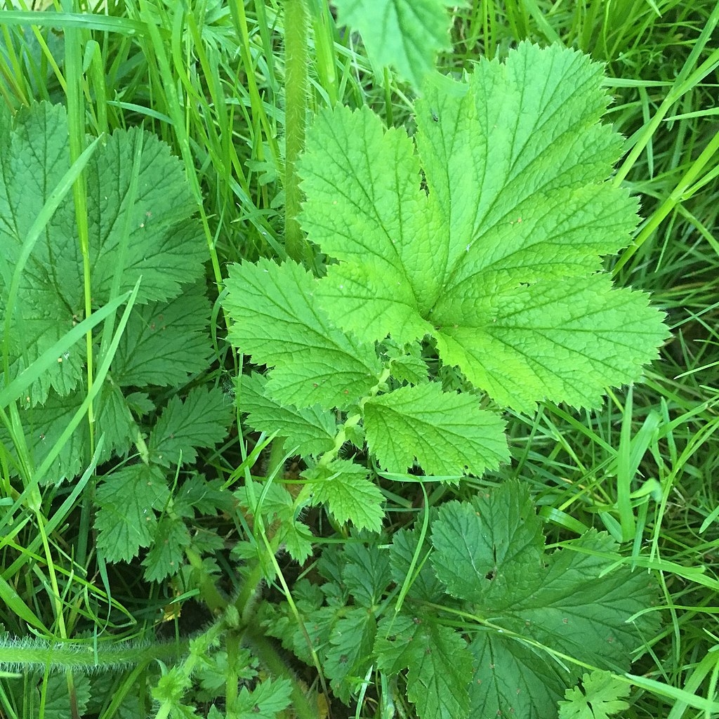 a palmate leaf with toothed edge