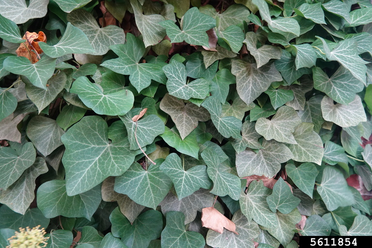 White veined juvenile leaves are more lobed than mature leaves.