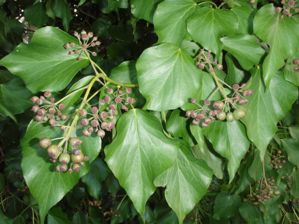 English Ivy Hedera helix Large green shiny pointy leaves with small green berries