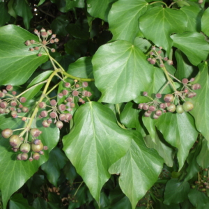 English Ivy Hedera helix Large green shiny pointy leaves with small green berries