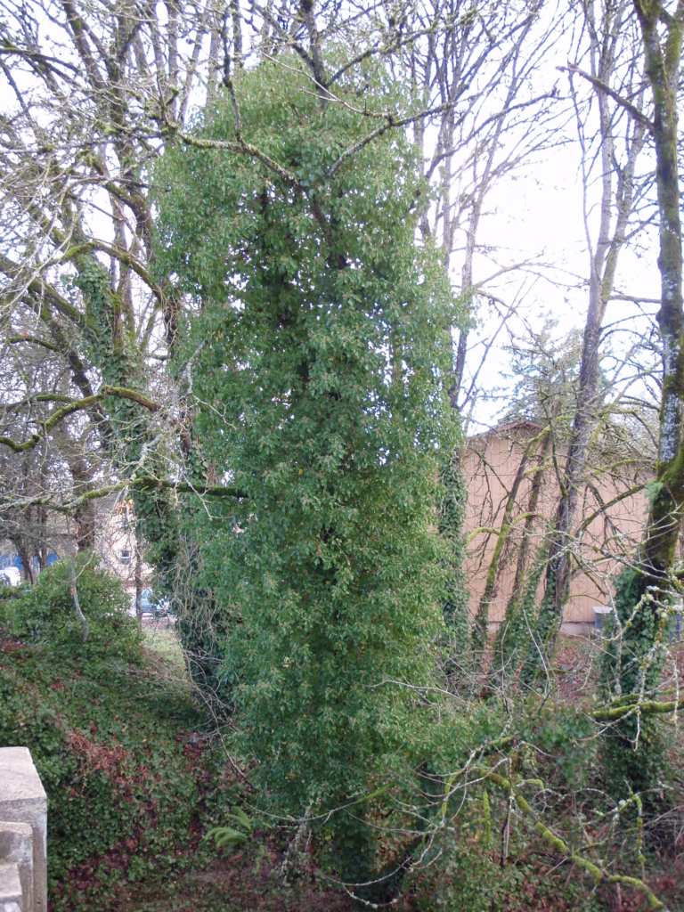 English Ivy Hedera helix Dead tree covered in ivy vines