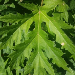 Giant Hogweed Heracleum mantegazzianum Huge palm like leaf with jagged edges