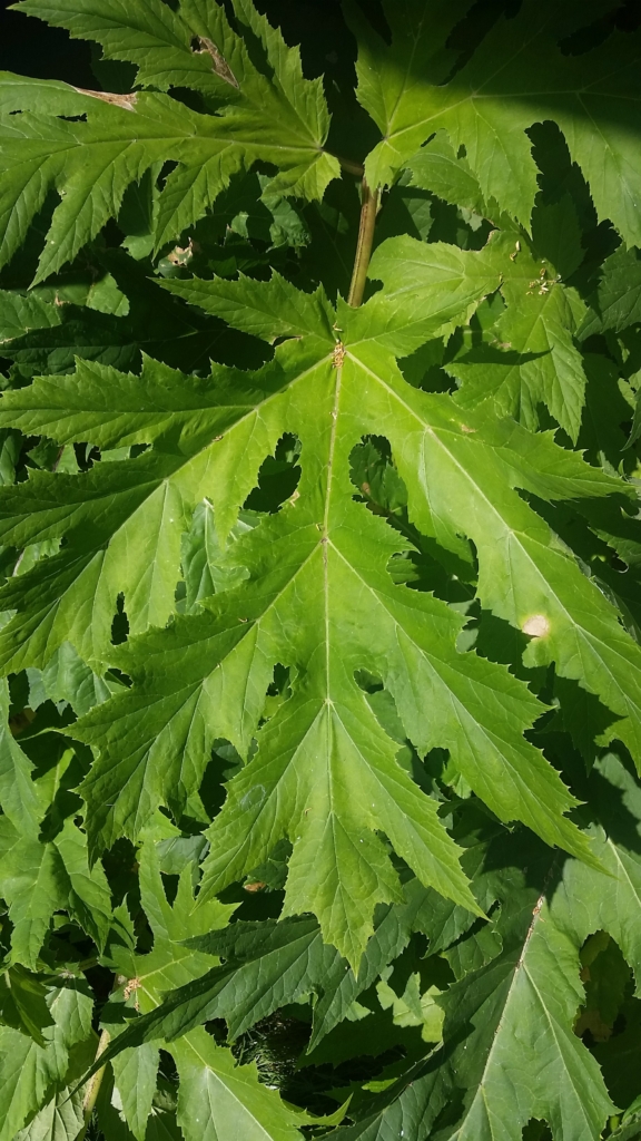 Giant Hogweed Heracleum mantegazzianum Huge palm like leaf with jagged edges