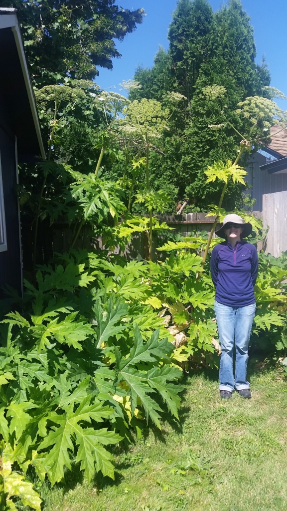 Giant Hogweed Heracleum mantegazzianum Huge tall stalks of huge leaves and huge heads of juge while flowers