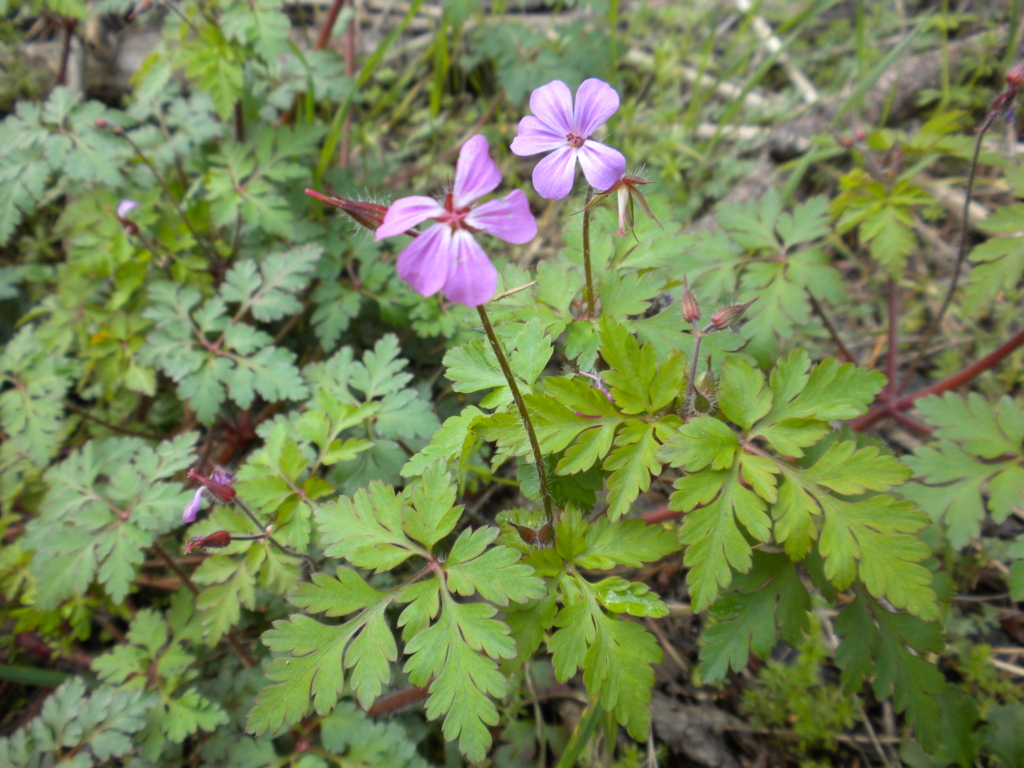 Herb Robert Geranium robertianum Bushy green complex leaves with small purple flowers