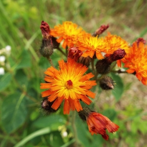 Orange Hawkweed Hieracium aurantiacum Orange and Yellow flowers