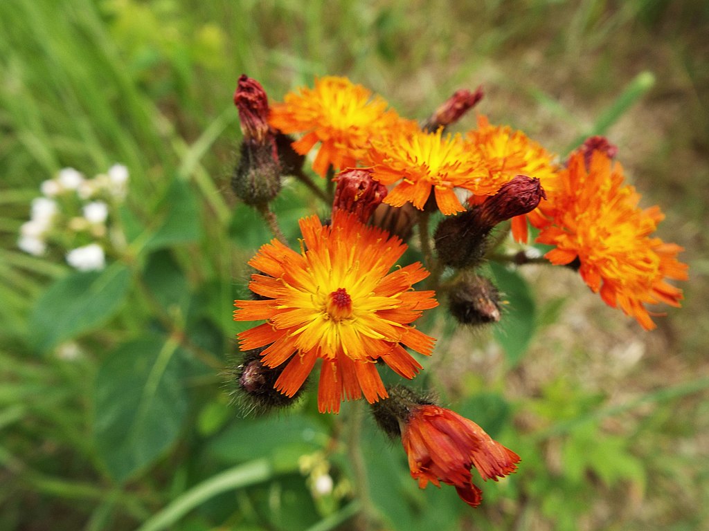 Orange Hawkweed Hieracium aurantiacum Orange and Yellow flowers