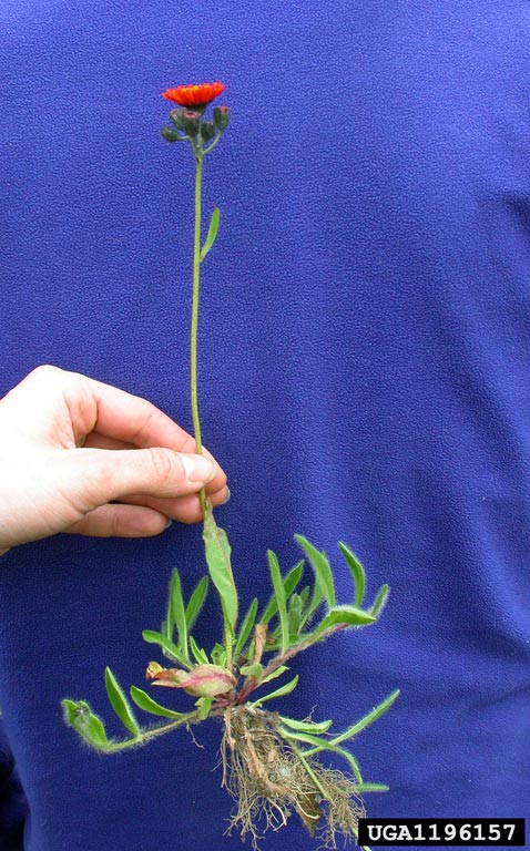 Orange Hawkweed Hieracium aurantiacum Roots, small thin green leaves and orange flower on stalk being held in air