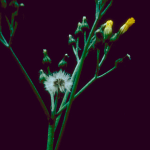 Stem with yellow flowers and poofy seed head