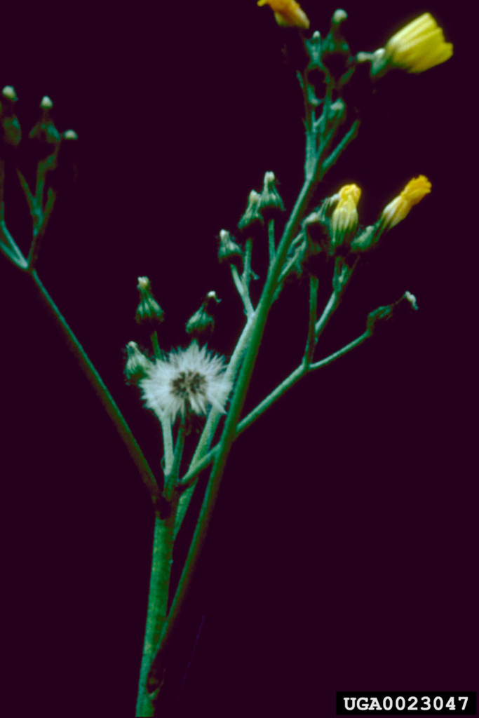 Stem with yellow flowers and poofy seed head