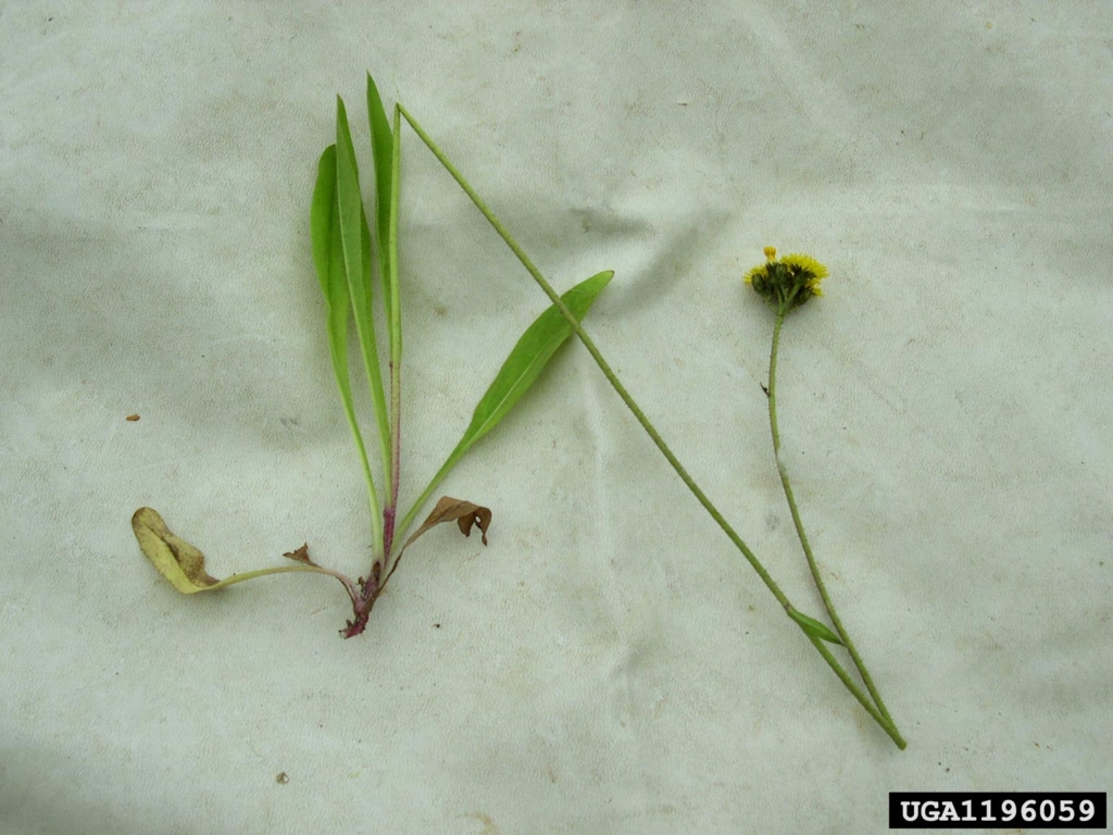 Roots, long slender leaves and stem with yellow flower