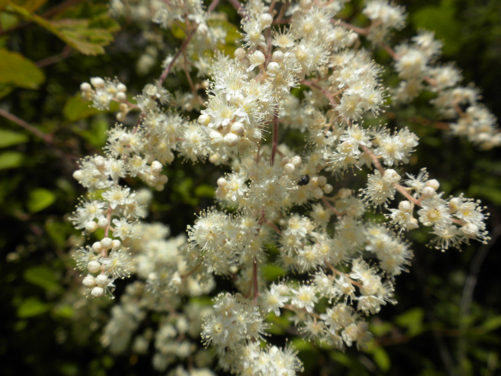 close up of oceanspray's tiny white flowers in a cluster