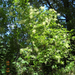 an oceansprayshrub in bloom