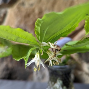 bell shaped white flowers dangle beneath leaves; petals are more open than in Smith's Fairy Bells.