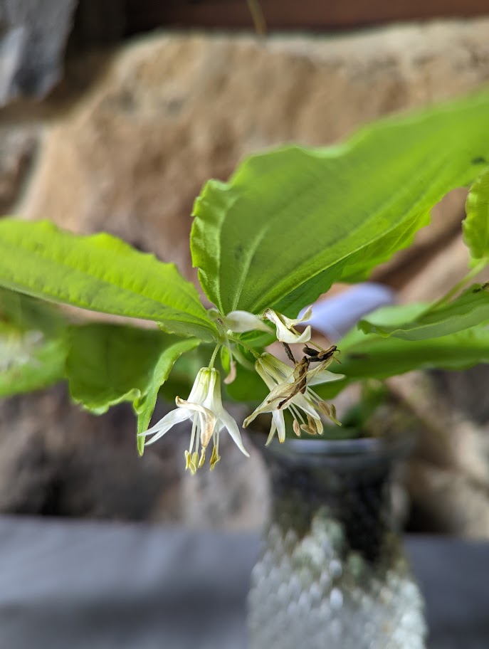 bell shaped white flowers dangle beneath leaves; petals are more open than in Smith's Fairy Bells.