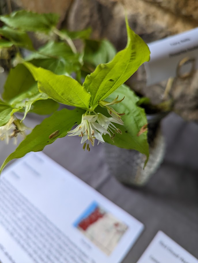 bell shaped white flowers dangle beneath leaves; petals are more open than in Smith's Fairy Bells.