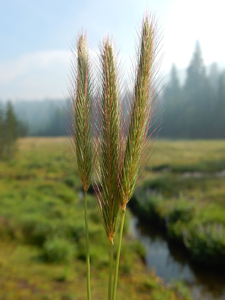 seed heads stand upright and resemble a fuzzy fox tail