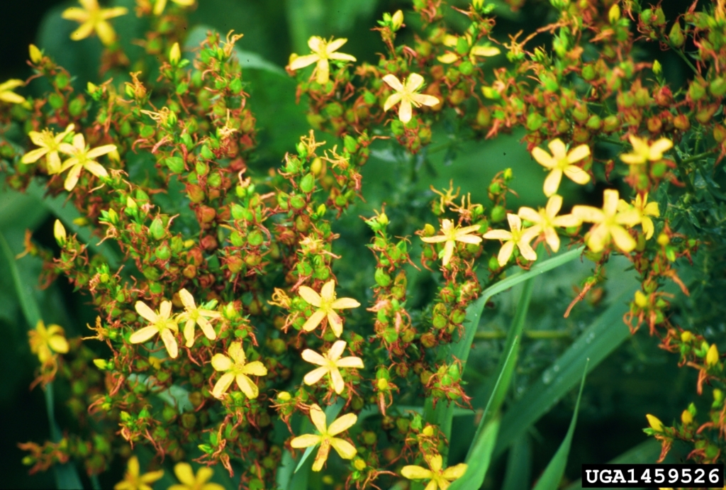 Close up of several yellow 5 petaled flowers