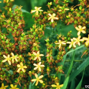 Close up of several yellow 5 petaled flowers