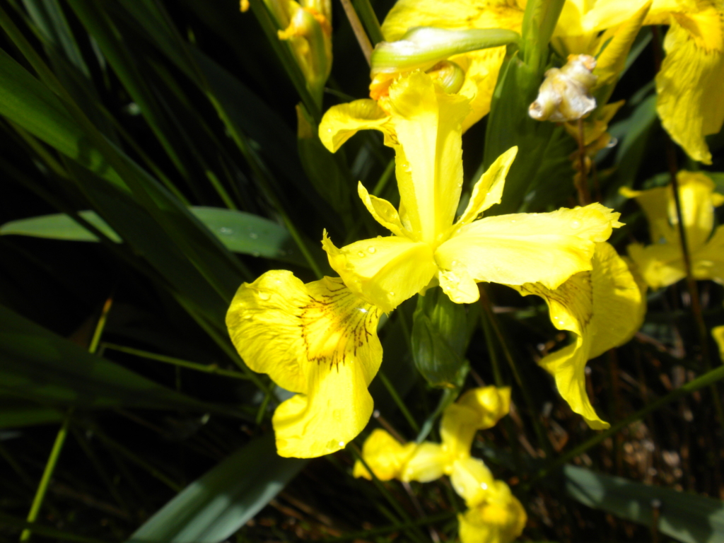 Yellow Flag Iris Iris pseudacorus Large yellow flower with large petals