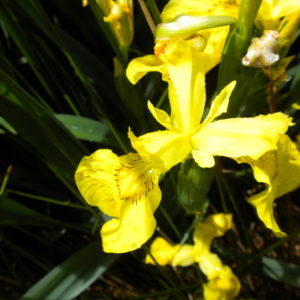 Yellow Flag Iris Iris pseudacorus Large yellow flower with large petals